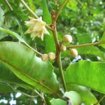 Tanjung (Mimusops elengi L.)