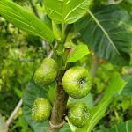 Awar-awar (Ficus Septica)